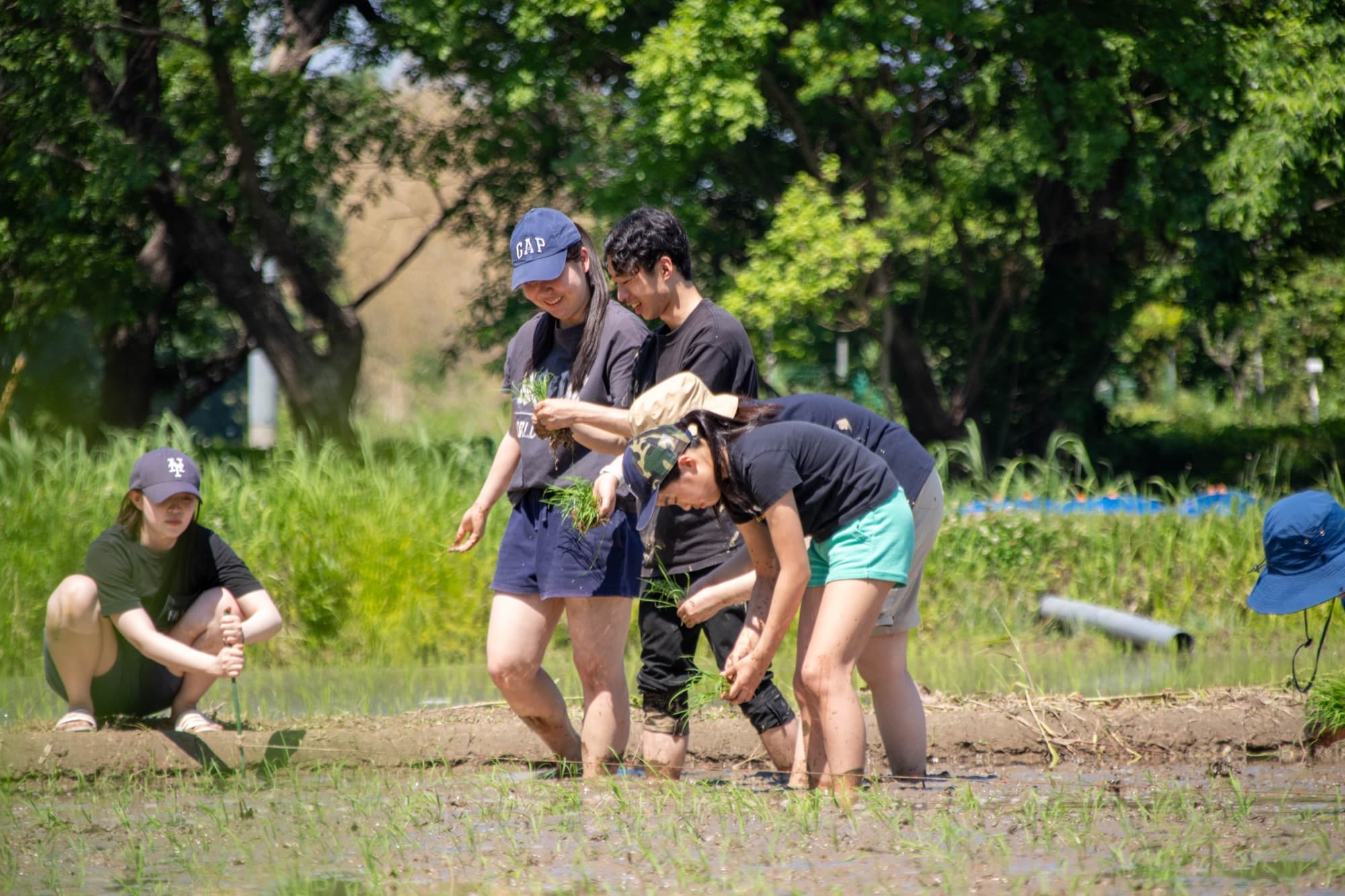 田んぼで苗を植える子どもと大学生たち