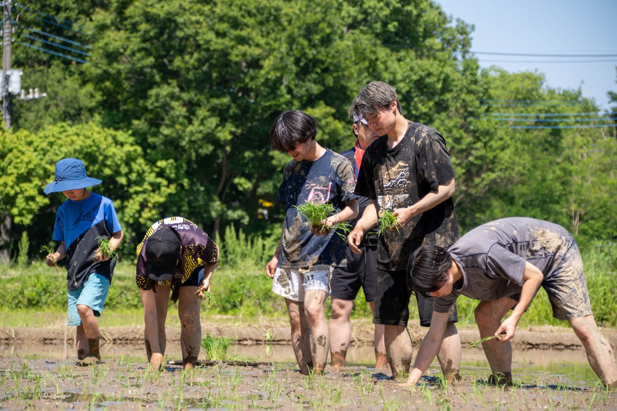 苗を持ち田んぼを進む子どもと大学生たち
