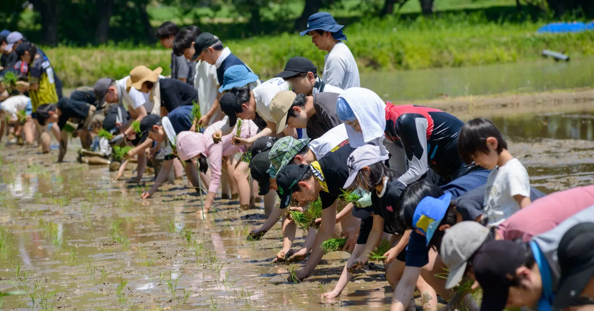 水を張った田んぼで、子どもたちと大学生が並んで苗を植えている