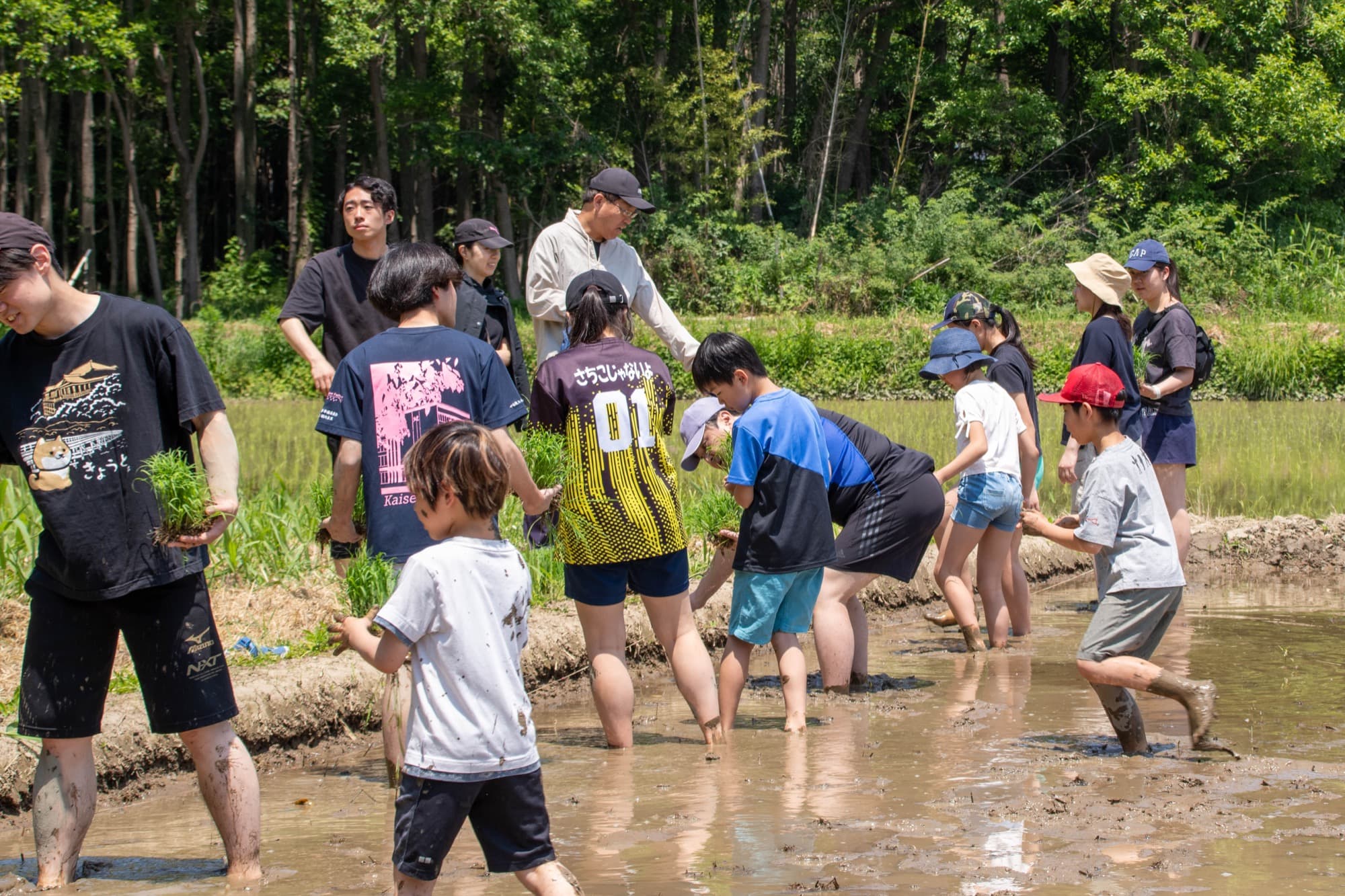 田んぼに入り、苗を手に田植えをする子どもたちと大学生